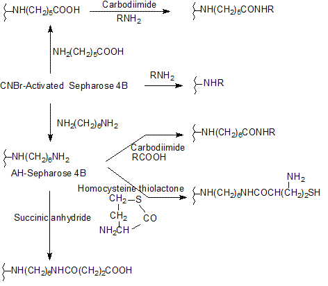Affinity Chromatography