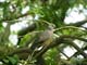 Spotted dove