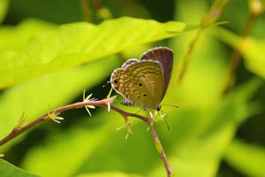 butterfliesoflalbagh15