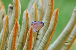 butterfliesoflalbagh15