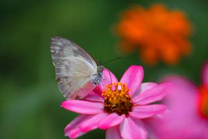 butterfliesoflalbagh15