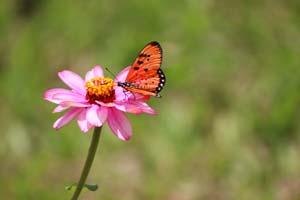 butterfliesoflalbagh15