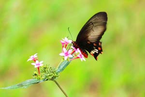 butterfliesoflalbagh15