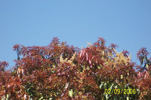 Mango Flowers