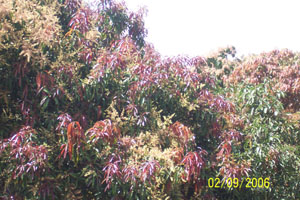 Mango Flowers