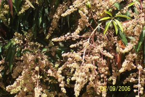 Mango Flowers