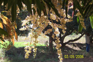 Mango Flowers