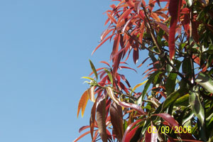 Mango Flowers